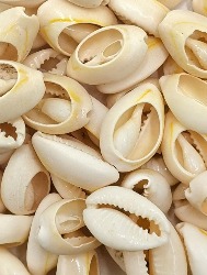 MICANGA BUZIO NATURAL TOKBIJOUXS 18X12 500G 100%PP