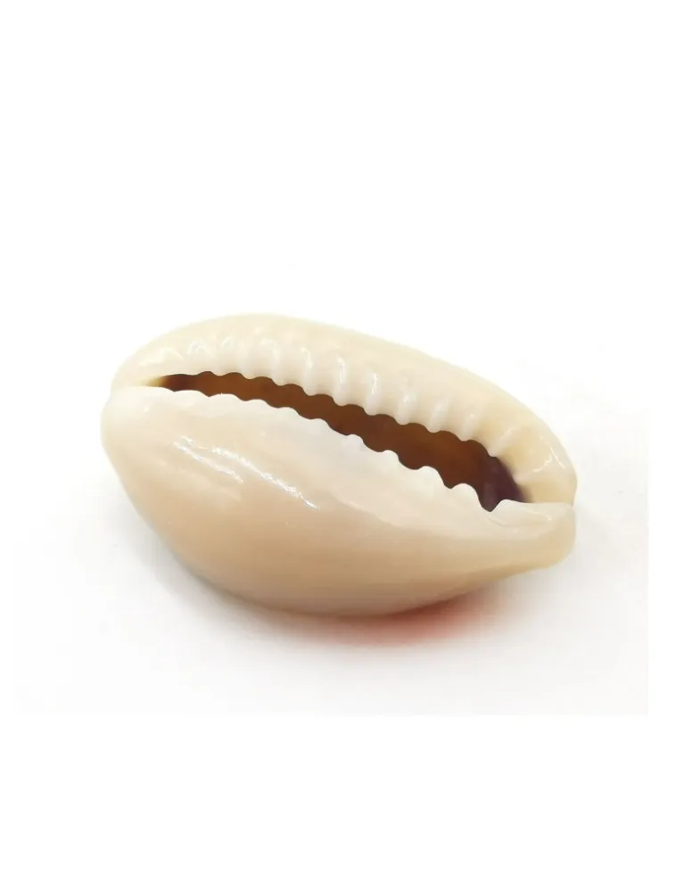 CRU. APLIQUE CONCHA ROMA 151892 20MM 50G