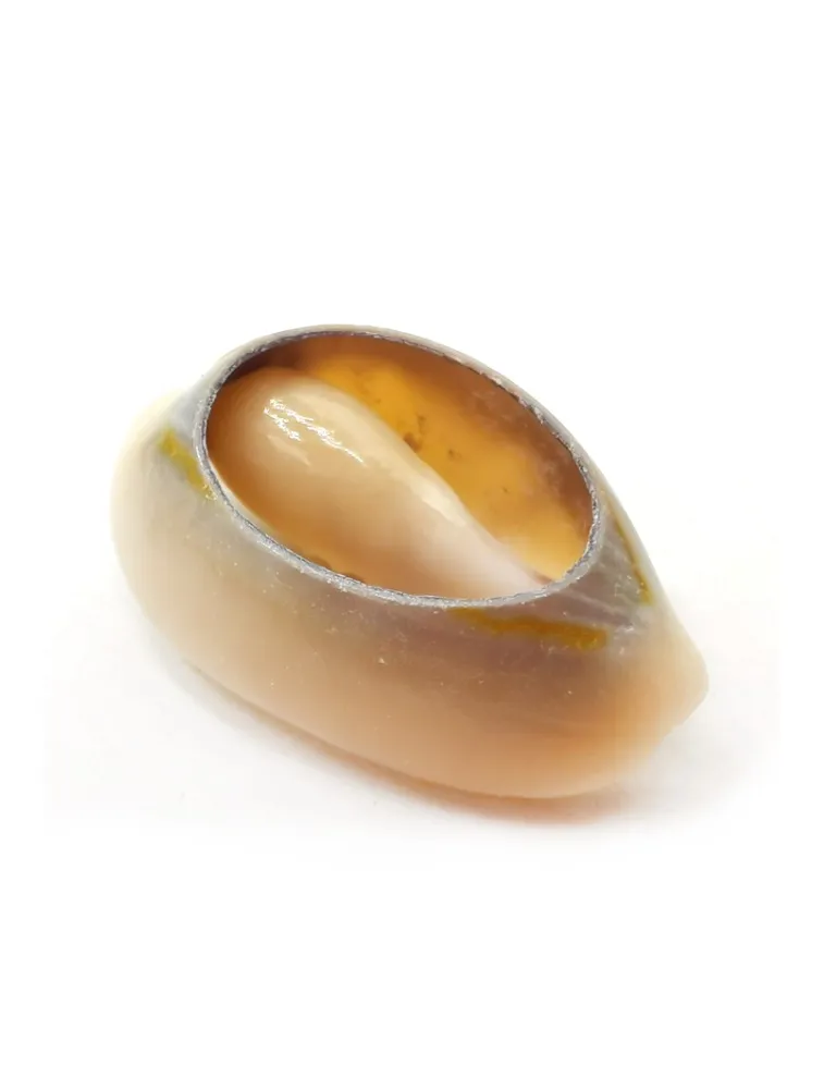 CRU. APLIQUE CONCHA ROMA 151892 20MM 50G