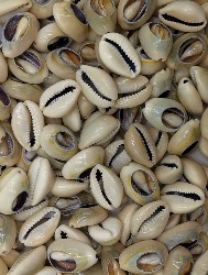 CRU. APLIQUE CONCHA ROMA 151892 23MM 50G