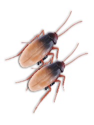 Robo Alive em Forma de Batata